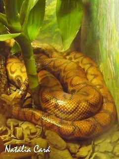 Rainbow Boa (Epicrates cenchria cenchria) Taken in April 2015, at the Butantan Institute, in São Paulo, Brazil. Known as Jiboia Vermelha, in Portuguese. Autumn,Boa,Boidae,Brazil,Epicrates,Epicrates cenchria,Geotagged,Rainbow Boa,South America,reptile,serpent,snake