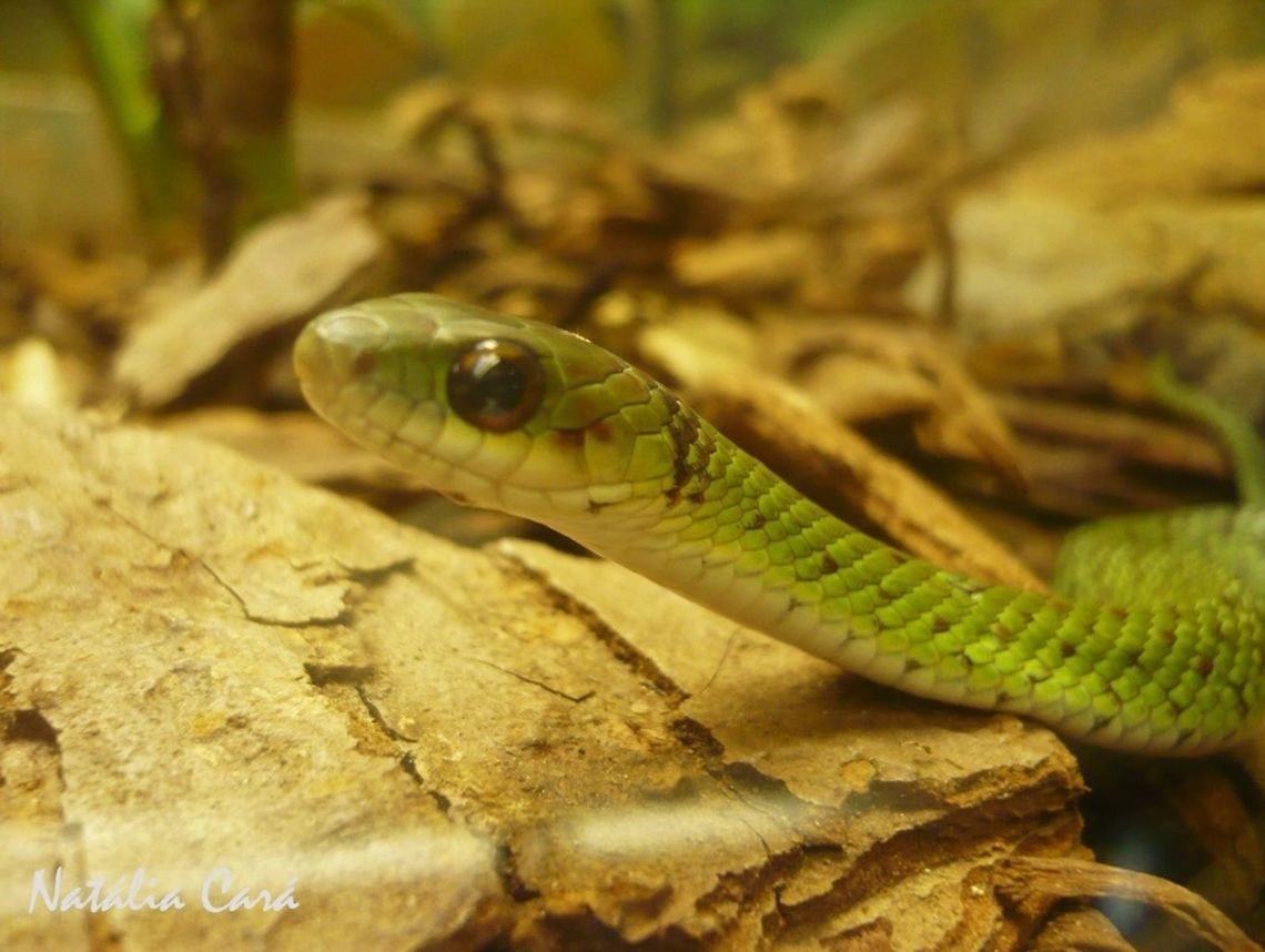 Erythrolamprus typhlus Taken in April 2015, at the Butantan Institute, in S&atilde;o Paulo, Brazil. Known as Cobra D&#039;&Aacute;gua, in Portuguese. Autumn,Brazil,Erythrolamprus,Erythrolamprus typhlus,Geotagged,South America,reptile,serpent,snake