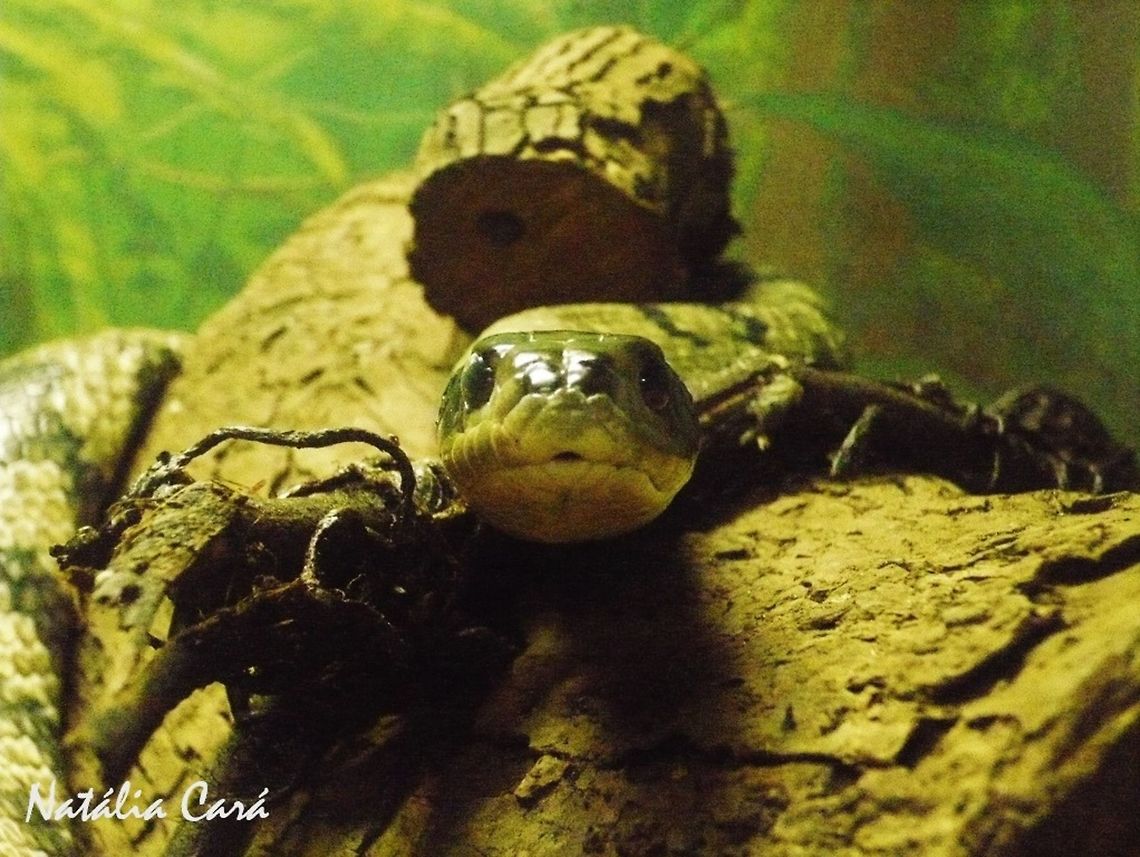 False Water Cobra (Hydrodynastes gigas) Taken in April 2015, at the Butantan Institute, in S&atilde;o Paulo, Brazil. Known as Surucucu-do-Pantanal, in Portuguese. Autumn,Brazil,Colubridae,Geotagged,Hydrodynastes,Hydrodynastes gigas,South America,reptile,serpent,snake