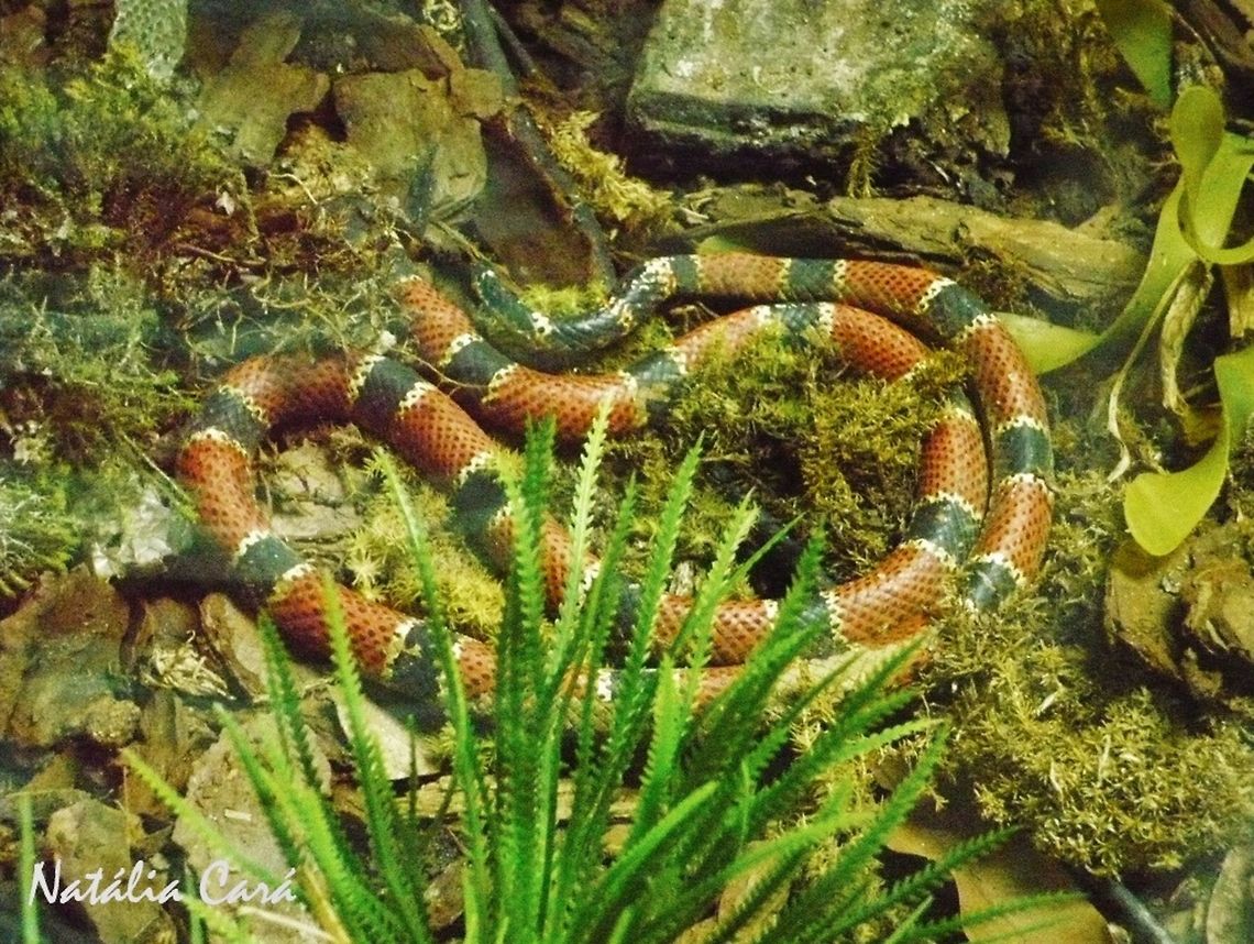 Painted Coral Snake (Micrurus corallinus) Taken in April 2015, at the Butantan Institute, in S&atilde;o Paulo, Brazil. Known as Coral-verdadeira, in Portuguese. Autumn,Brazil,Geotagged,Micrurus,Micrurus corallinus,South America,coral snake,reptile Elapidae,serpent,snake