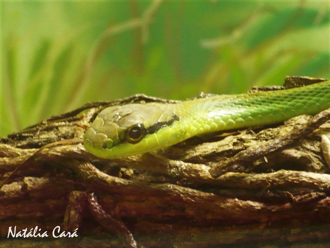 Lichtenstein's Green Racer (Philodryas olfersii) Taken in April 2015, at the Butantan Institute, in S&atilde;o Paulo, Brazil. Known as Boiubu, in Portuguese. Autumn,Brazil,Colubridae,Geotagged,Lichtenstein's green racer,Philodryas,Philodryas olfersii,South America,reptile,serpent,snake
