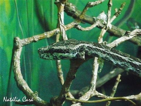 Tropidodryas striaticeps