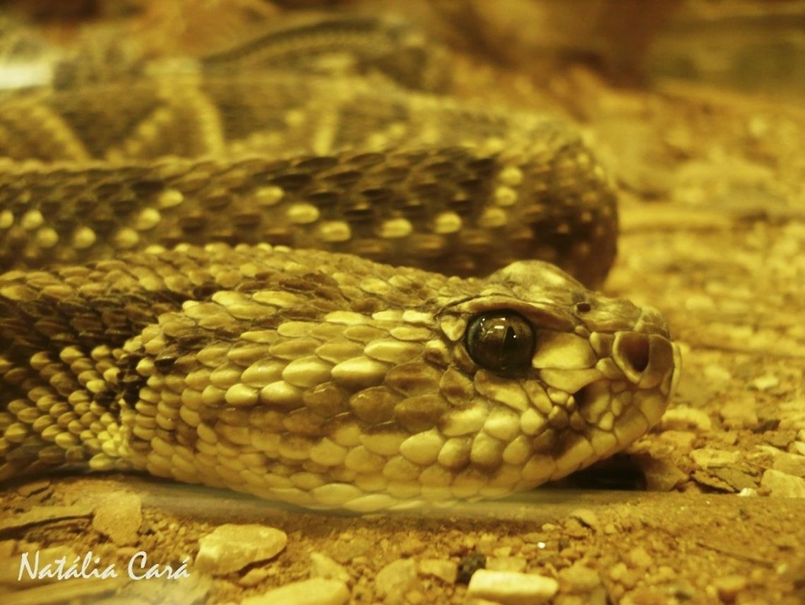 Crotalus durissus collilineatus Taken in April 2015, at the Butantan Institute, in S&atilde;o Paulo, Brazil. Known as Cascavel, in Portuguese. Autumn,Brazil,Crotalus,Crotalus durissus,Crotalus durissus collilineatus,Geotagged,South America,Viperidae,reptile,serpent,snake