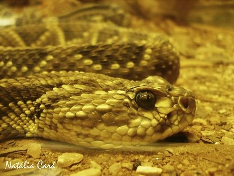 Neotropical Rattlesnake