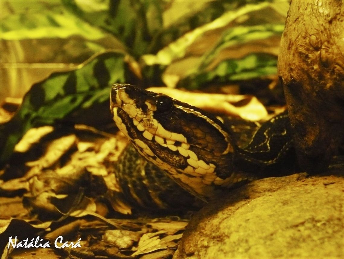 Urutu (Bothrops alternatus) Taken in April 2015, at the Butantan Institute, in S&atilde;o Paulo, Brazil. Autumn,Bothrops alternatus,Brazil,Geotagged,South America,Viperidae,reptile,serpent,snake,urutu