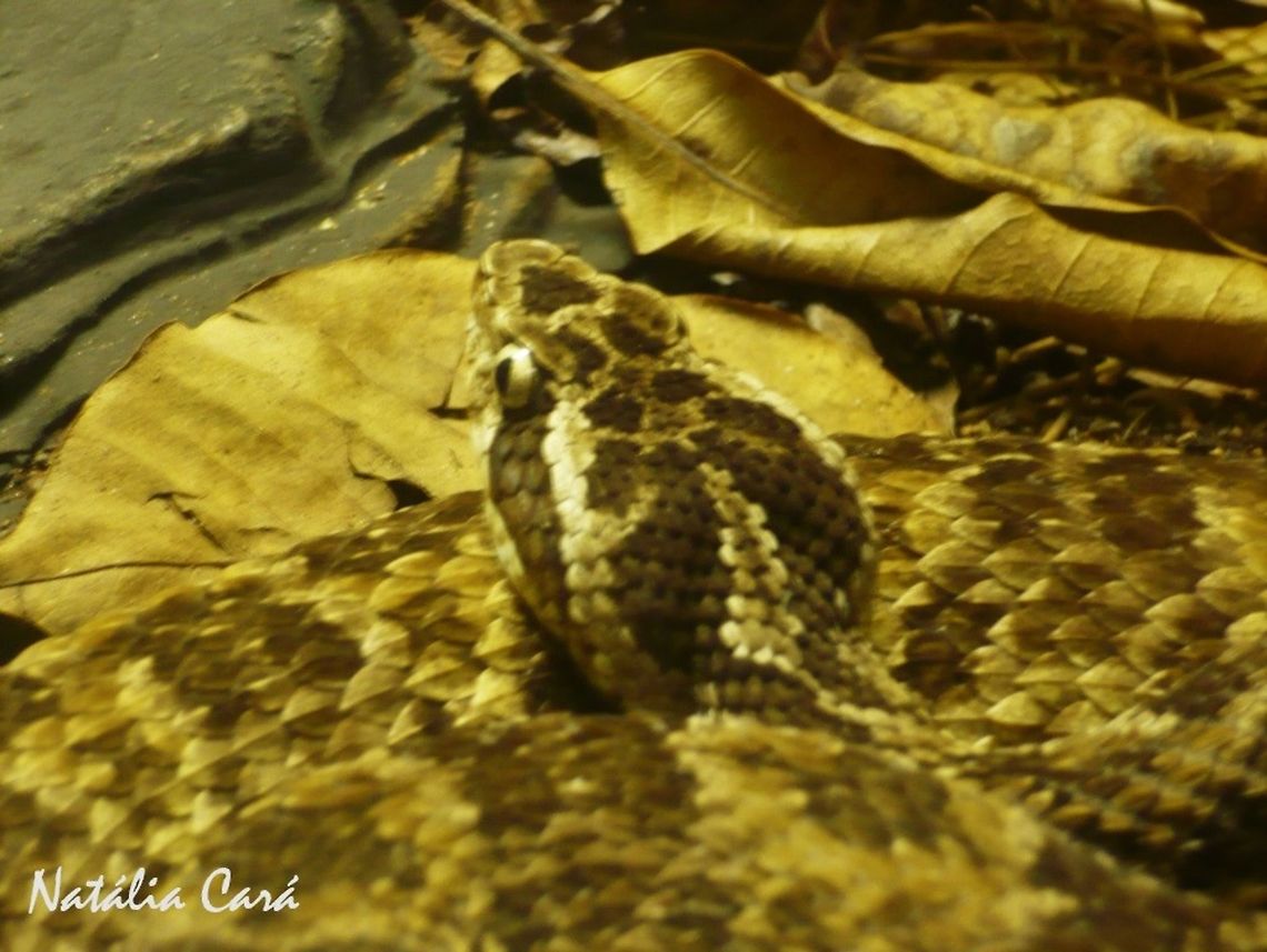 Caatinga Lancehead (Bothrops erythromelas) Taken in April 2015, at the Butantan Institute, in S&atilde;o Paulo, Brazil. Known as Jararaca-da-seca, in Portuguese. Autumn,Bothrops,Bothrops erythromelas,Brazil,Caatinga Lancehead,Geotagged,South America,lancehead,reptile,serpent,snake
