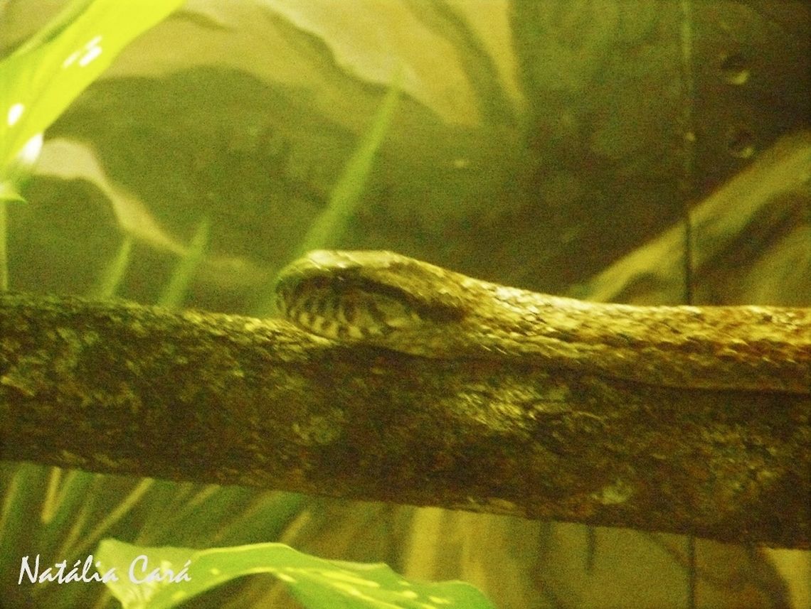 Common Frog Eater (Tamnodynastes strigatus) Taken in April 2015, at the Butantan Institute, in São Paulo, Brazil. Known as Corredeira, in Portuguese. Autumn,Brazil,Common frog eater,Geotagged,South America,Tamnodynastes strigatus,reptile,serpent,snake