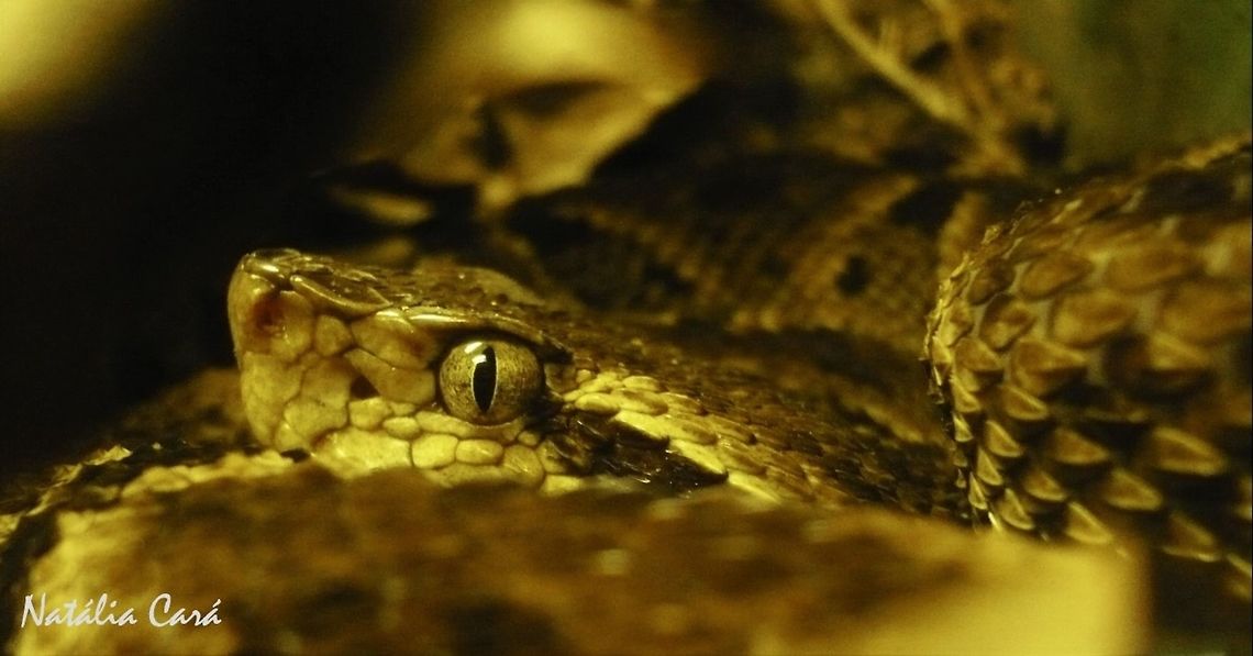 Common Lancehead (Bothrops atrox) Taken in April 2015, at the Butantan Institute, in S&atilde;o Paulo, Brazil. Known as Surucucu, in Portuguese. Autumn,Bothrops,Bothrops atrox,Brazil,Common Lancehead,Geotagged,South America,South American Fer-de-Lance,reptile,serpent,snake