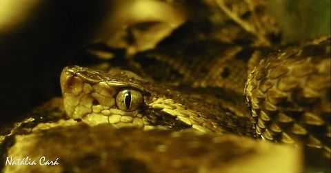 Common Lancehead (Bothrops atrox) Taken in April 2015, at the Butantan Institute, in S&atilde;o Paulo, Brazil. Known as Surucucu, in Portuguese. Autumn,Bothrops,Bothrops atrox,Brazil,Common Lancehead,Geotagged,South America,South American Fer-de-Lance,reptile,serpent,snake