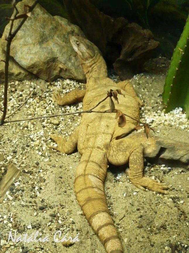 Desert Monitor (Varanus griseus) Taken in April 2015, at the Butantan Institute, in São Paulo, Brazil. Known as Lagarto-monitor-do-deserto, in Portuguese. Autumn,Brazil,Desert monitor,Geotagged,South America,Varanus,Varanus griseus,lizard,monitor lizard,reptile