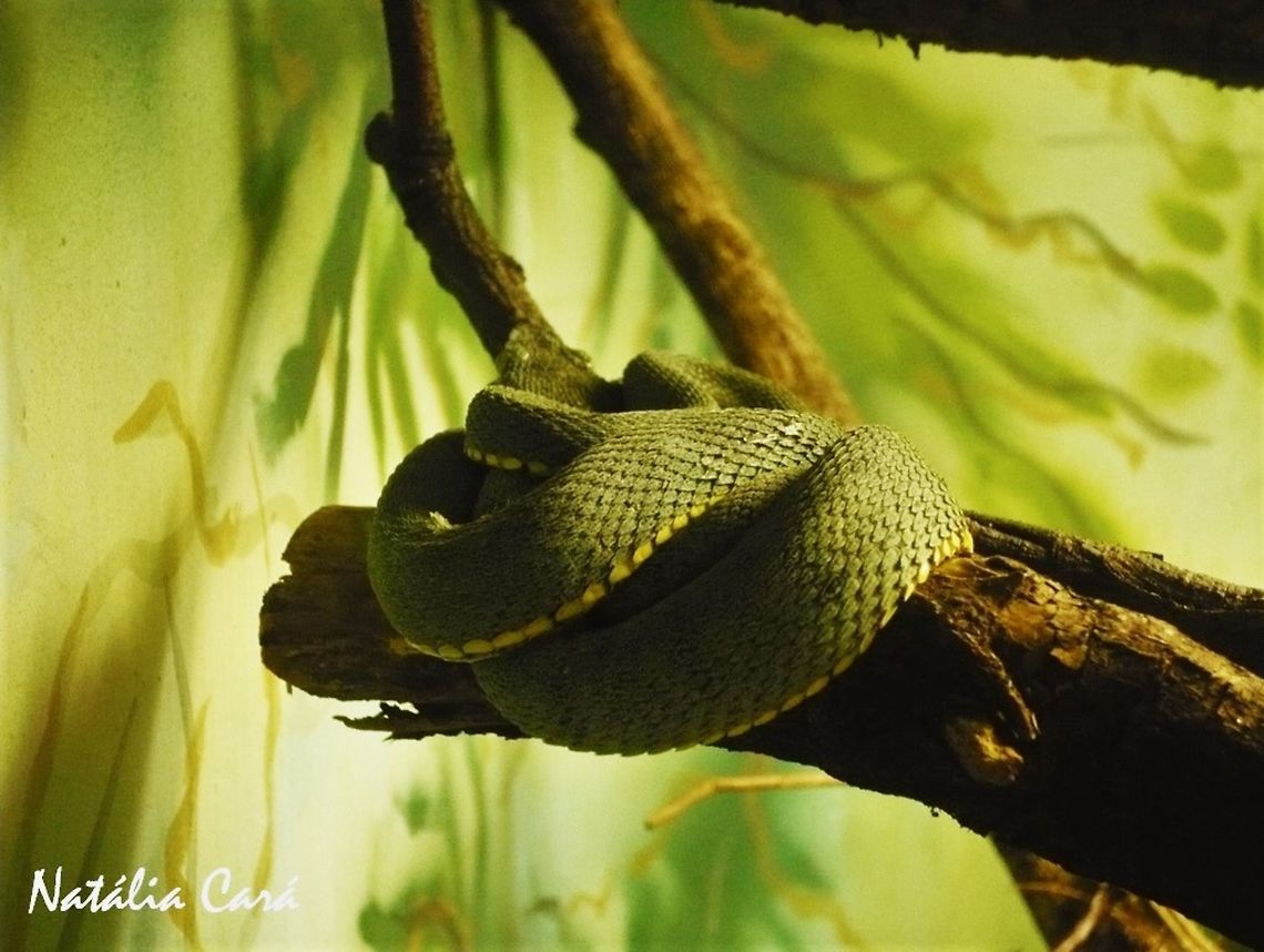 Green Jararaca (Bothrops bilineatus) Taken in April 2015, at the Butantan Institute, in S&atilde;o Paulo, Brazil. Known as Jararaca-verde, in Portuguese. Autumn,Bothriopsis bilineata,Bothrops,Brazil,Geotagged,Green jararaca,South America,jararaca,reptile,serpent,snake