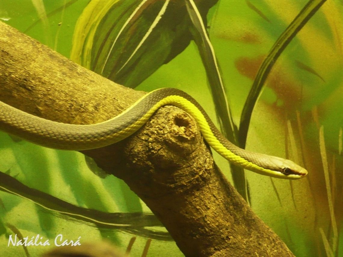 Miranda Green Racer (Philodryas mattogrossensis) Taken in April 2015, at the Butantan Institute, in S&atilde;o Paulo, Brazil. Known as Cobra-cip&oacute;, in Portuguese. Autumn,Brazil,Geotagged,Miranda green racer,Philodryas,Philodryas mattogrossensis,South America,reptile,serpent,snake