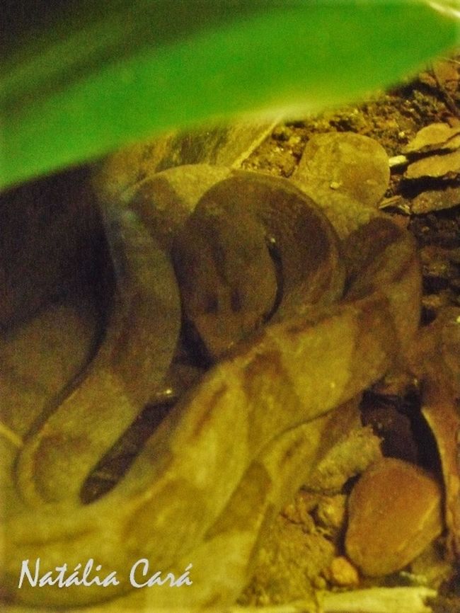 Snail Eater Snake (Dipsas bucephala) Taken in April 2015, at the Butantan Institute, in S&atilde;o Paulo, Brazil. Known as Dormideira, in Portuguese. Autumn,Brazil,Dipsas,Dipsas bucephala,Geotagged,Neotropical Snail-Eater,Snail eater snake,South America,reptile,serpent,snake