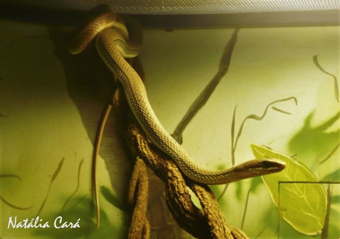 Paraguay Green Racer (Philodryas nattereri) Taken in April 2015, at the Butantan Institute, in S&atilde;o Paulo, Brazil. Known as Cobra-cip&oacute;, in Portuguese. Autumn,Brazil,Colubridae,Geotagged,Paraguay Green Racer,Philodryas,Philodryas nattereri,South America,reptile,serpent,snake