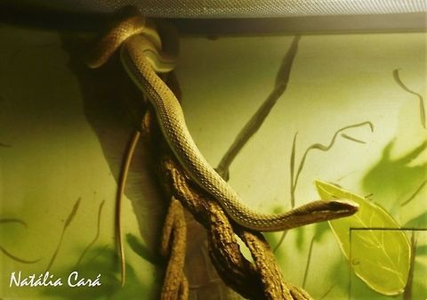 Philodryas nattereri