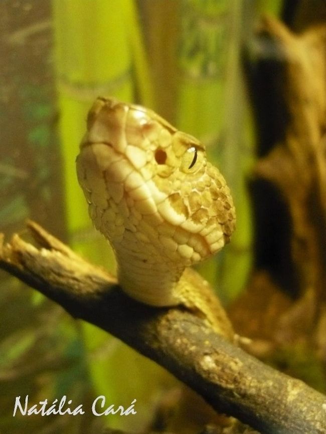 Golden Lancehead (Bothrops insularis) Taken in April 2015, at the Butantan Institute, in S&atilde;o Paulo, Brazil. Known as Jararaca Ilhoa, in Portuguese. Autumn,Bothrops,Bothrops insularis,Brazil,Geotagged,Golden lancehead,South America,Viperidae,lancehead,reptile,serpent,snake