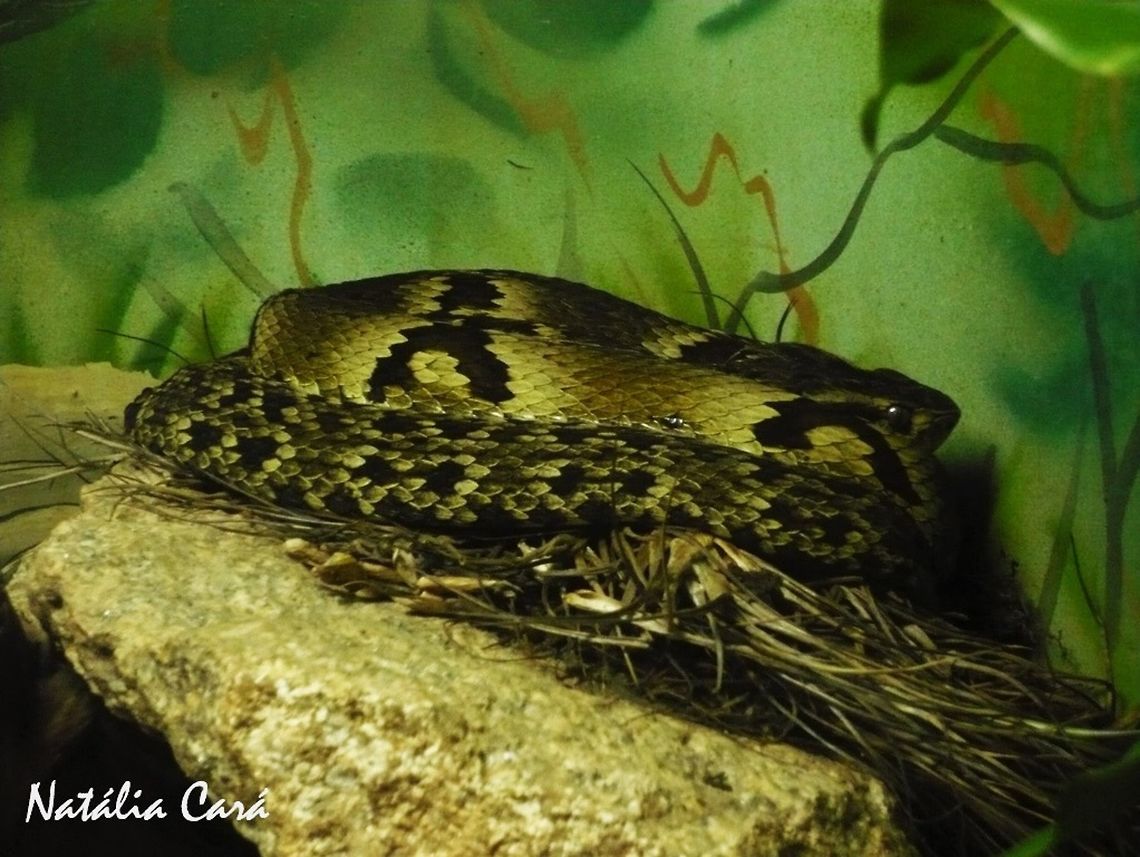 Jararaca (Bothrops jararaca) Taken in April 2015, at the Butantan Institute, in S&atilde;o Paulo, Brazil. Autumn,Bothrops,Bothrops jararaca,Brazil,Geotagged,South America,Viperidae,jararaca,reptile,serpent,snake