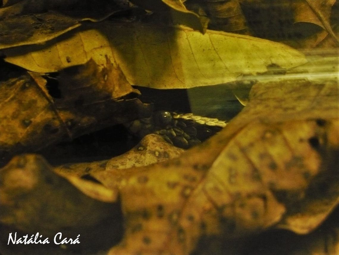 Jararacussu (Bothrops jararacussu) Taken in April 2015, at the Butantan Institute, in S&atilde;o Paulo, Brazil. Autumn,Bothrops,Bothrops jararacussu,Brazil,Geotagged,South America,Viperidae,jararacussu,reptile,serpent,snake