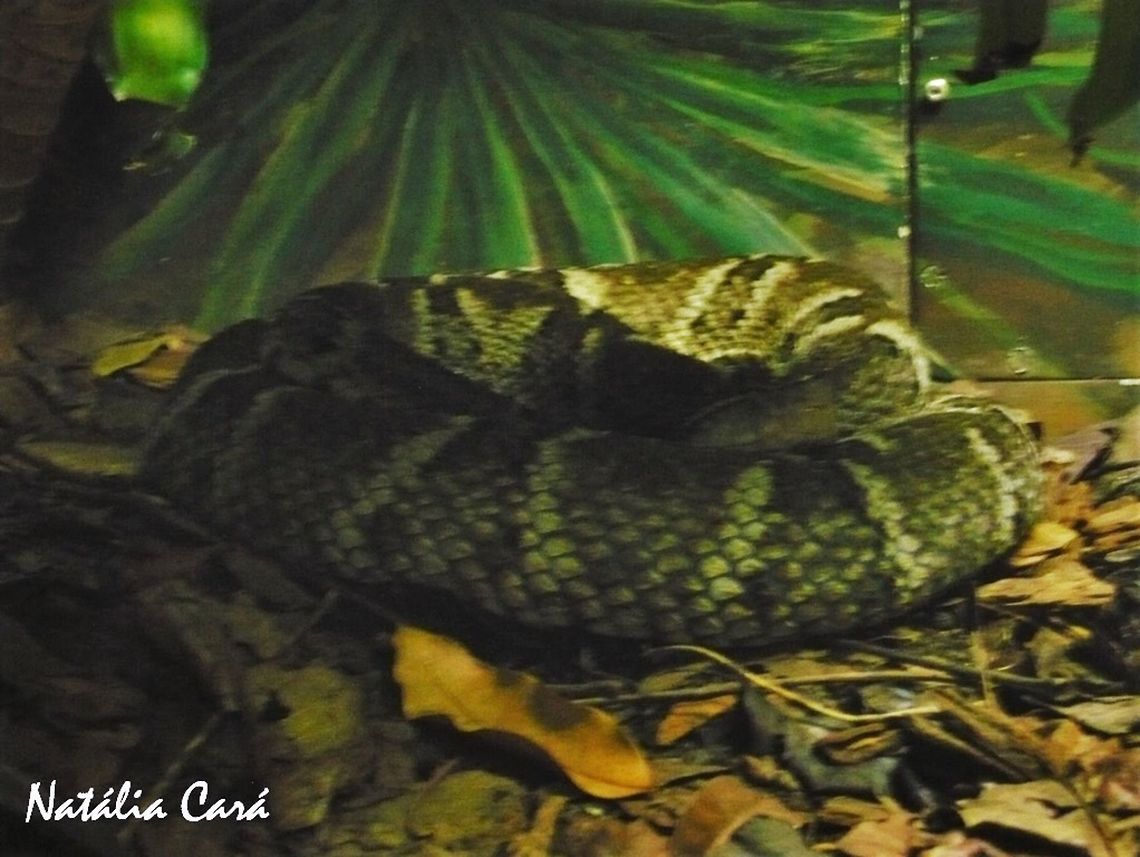 Whitetail Lancehead (Bothrops leucurus) Taken in April 2015, at the Butantan Institute, in S&atilde;o Paulo, Brazil. Known as Jararaca, in Portuguese. Autumn,Bothrops,Bothrops leucurus,Brazil,Geotagged,South America,Viperidae,Whitetail Lancehead,lancehead,reptile,serpent,snake