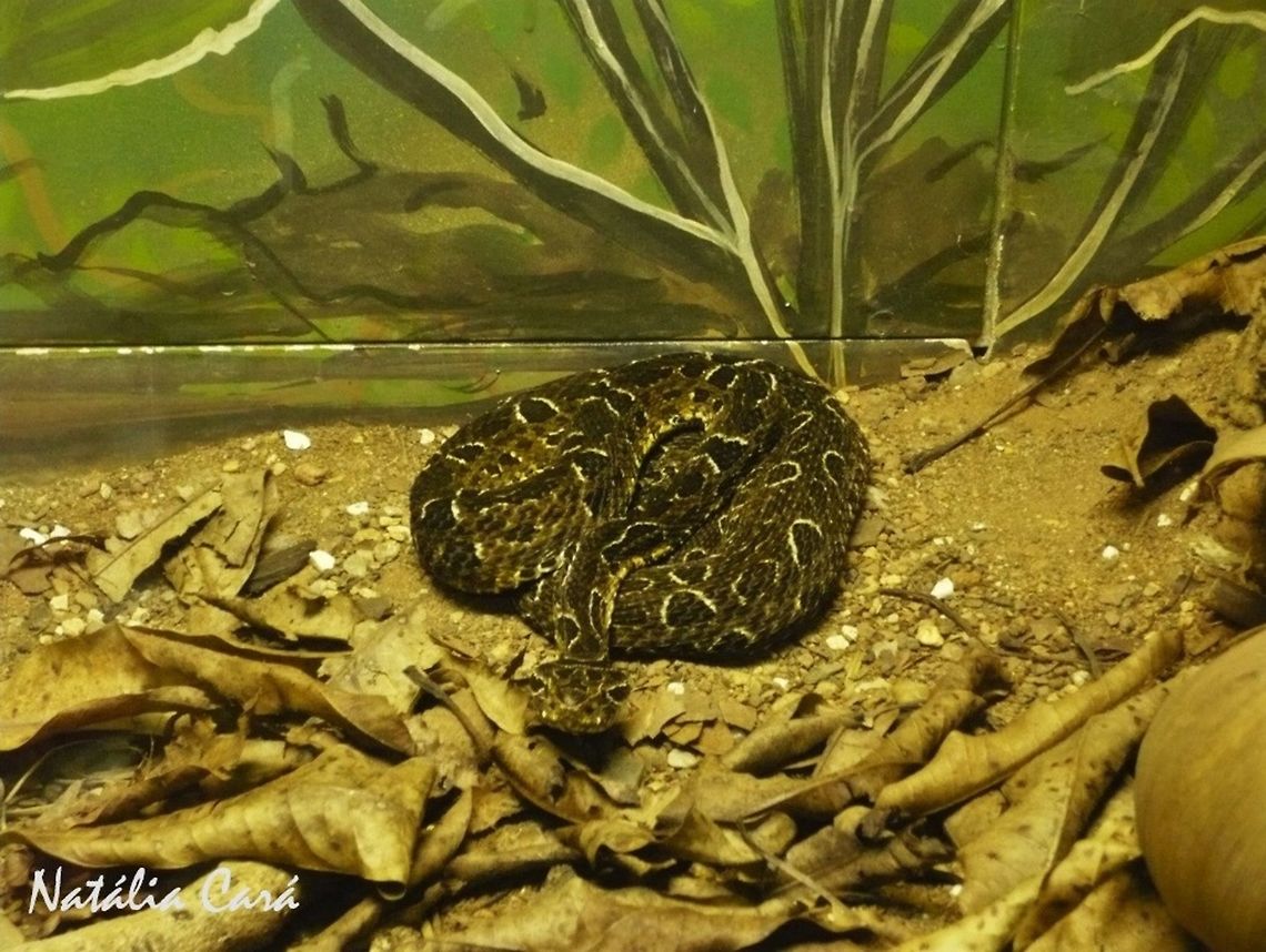 Neuwied's Lancehead (Bothrops neuwiedi) Taken in April 2015, at the Butantan Institute, in S&atilde;o Paulo, Brazil. Known as Jararaca Pintada, in Portuguese. Autumn,Bothrops,Bothrops neuwiedi,Brazil,Geotagged,Neuwied's Lancehead,South America,Viperidae,lancehead,reptile,serpent,snake