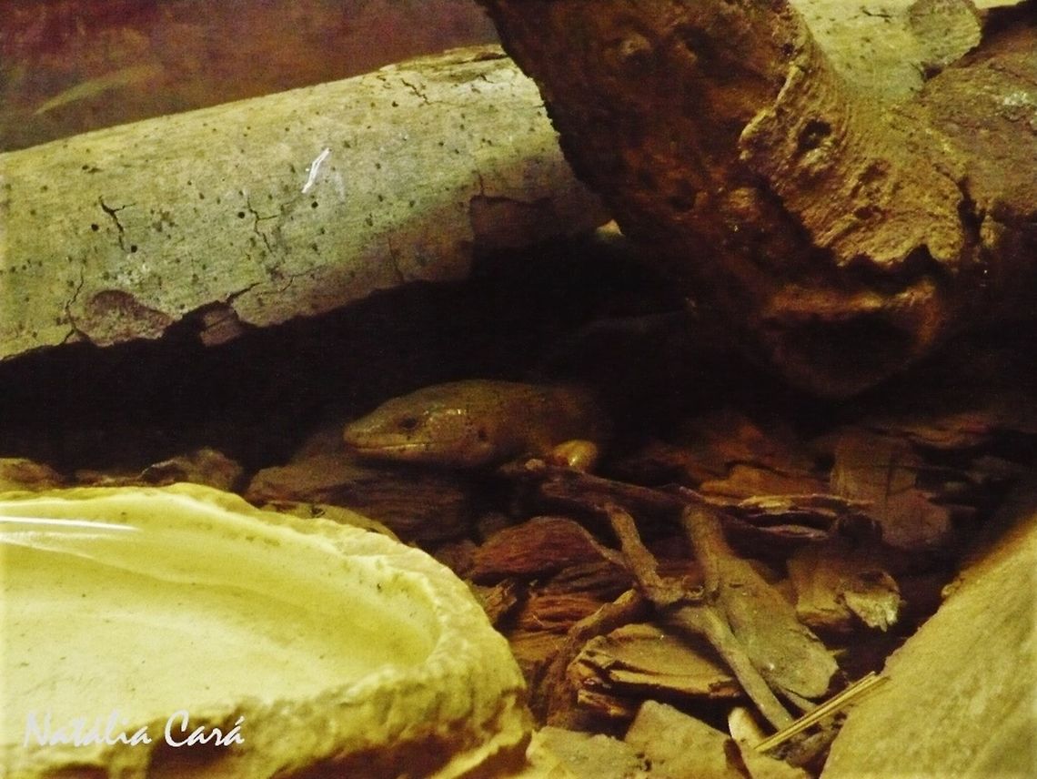 Banded Galliwasp (Diploglossus fasciatus) Taken in April 2015, at the Butantan Institute, in S&atilde;o Paulo, Brazil. Known as Briba, in Portuguese. Autumn,Banded Galliwasp,Brazil,Diploglossus,Diploglossus fasciatus,Geotagged,South America,galliwasp,reptile