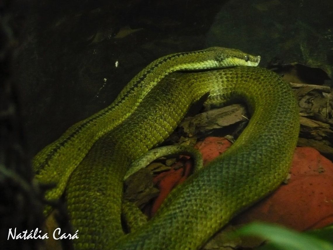 Baron's Racer (Philodryas baroni) Taken in April 2015, at the Butantan Institute, in S&atilde;o Paulo, Brazil. Known as Cip&oacute;-nariguda, in Portuguese. Autumn,Baron's racer,Brazil,Colubridae,Geotagged,Philodryas,Philodryas baroni,South America,reptile,serpent,snake