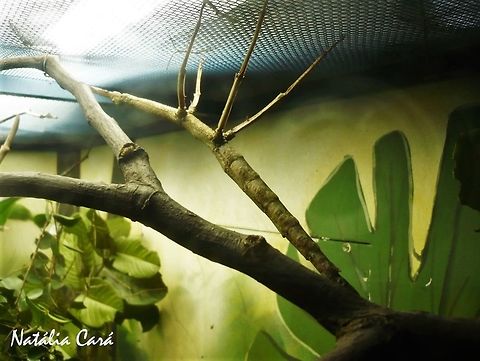 Brazilian Giant Stick Insect (Cladomorphus phyllinus) Taken in April 2015, at the Butantan Institute, in S&atilde;o Paulo, Brazil. Known as Bicho-pau, in Portuguese.
 Autumn,Brazil,Brazilian Giant Stick Insect,Brazilian giant stick insect,Cladomorphus,Cladomorphus phyllinus,Geotagged,South America,arthropod,insect,stick insect