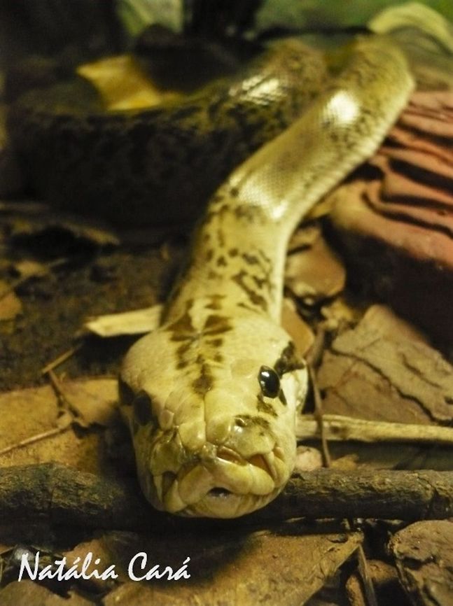 Burmese Python (Python bivittatus) Taken in April 2015, at the Butantan Institute, in S&atilde;o Paulo, Brazil. Known as P&iacute;ton-burmesa, in Portuguese. Autumn,Brazil,Burmese Python,Geotagged,Python bivittatus,python,reptile,serpent,snake