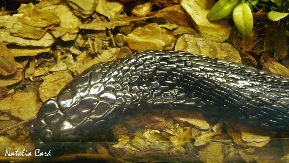 Egyptian Cobra (Naja haje) Taken in April 2015, at the Butantan Institute, in S&atilde;o Paulo, Brazil. Known as Naja Eg&iacute;pcia, in Portuguese. Autumn,Brazil,Egyptian cobra,Elapidae,Geotagged,Naja,Naja haje,South America,cobra,reptile,serpent,snake