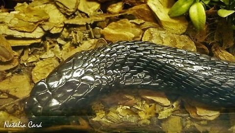 Egyptian Cobra (Naja haje) Taken in April 2015, at the Butantan Institute, in S&atilde;o Paulo, Brazil. Known as Naja Eg&iacute;pcia, in Portuguese. Autumn,Brazil,Egyptian cobra,Elapidae,Geotagged,Naja,Naja haje,South America,cobra,reptile,serpent,snake