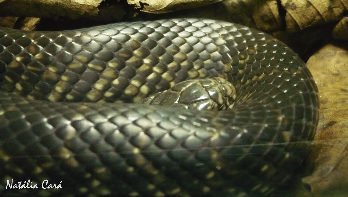 Florida Kingsnake (Lampropeltis getula floridana) Taken in April 2015, at the Butantan Institute, in S&atilde;o Paulo, Brazil. Known as Cobra-rei, in Portuguese. Autumn,Brazil,Florida kingsnake,Geotagged,Lampropeltis,Lampropeltis getula floridana,South America,kingsnake,reptile,serpent,snake
