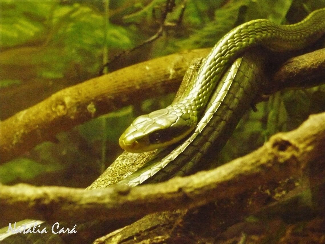 Two-headed Sipo (Chironius bicarinatus) Taken in April 2015, at the Butantan Institute, in S&atilde;o Paulo, Brazil. Known as Cobra-cip&oacute;, in Portuguese. Autumn,Brazil,Chironius,Chironius bicarinatus,Chironius bicarinuatus,Geotagged,Two-headed Sipo,Two-headed sipo,reptile,serpent,sipo,snake