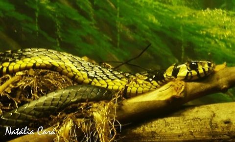 Tiger Rat Snake (Spilotes pulllatus) Taken in April 2015, at the Butantan Institute, in S&atilde;o Paulo, Brazil. Known as Caninana, in Portuguese. Autumn,Brazil,Colubridae,Geotagged,Spilotes,Spilotes pullatus,Tiger rat snake,caninana,ratsnake,reptile,serpent,snake