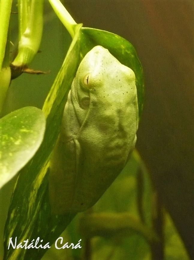 White-banded Tree Frog (Hypsiboas albomarginatus) Taken in April 2015, at the Butantan Institute, in S&atilde;o Paulo, Brazil. Known as Perereca-verde, in Portuguese. Autumn,Brazil,Geotagged,Hypsiboas,Hypsiboas albomarginatus,White-banded tree frog,amphibian,frog,tree frog