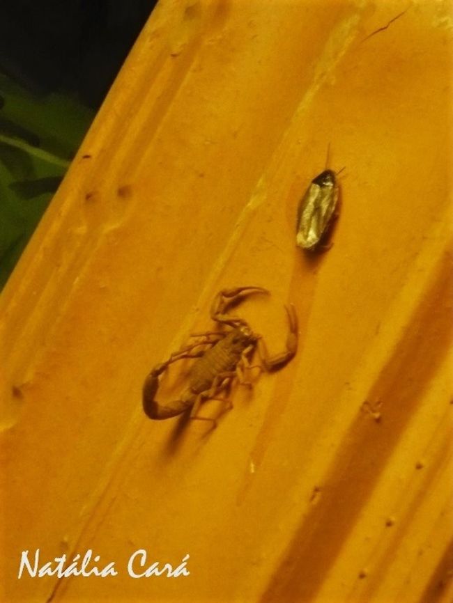 Yellow Scorpion (Tityus serrulatus) Taken in April 2015, at the Butantan Institute, in S&atilde;o Paulo, Brazil. Known as Escorpi&atilde;o Amarelo, in Portuguese. Arachnidae,Arthropoda,Autumn,Brazil,Geotagged,Scorpion,South America,Tityus,Tityus serrulatus,Yellow,scorpion