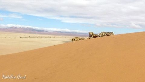 Cheetahs (Acinonyx jubatus) Taken in January 2016, in Southern Namibia. Known as Jagluiperd, in Afrikaans. Acinonyx,Acinonyx jubatus,Africa,Big Cats,Cheetah,Felidae,Felinae,Geotagged,Namibia,Southern Africa,Summer,mammal