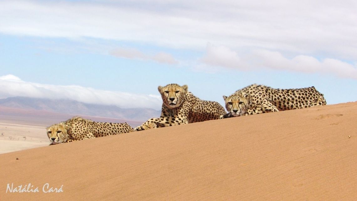 Cheetahs (Acinonyx jubatus) Taken in January 2016, in Southern Namibia. Known as Jagluiperd, in Afrikaans. Acinonyx,Acinonyx jubatus,Africa,Big Cats,Cheetah,Felidae,Felinae,Geotagged,Namibia,Southern Africa,Summer,mammal