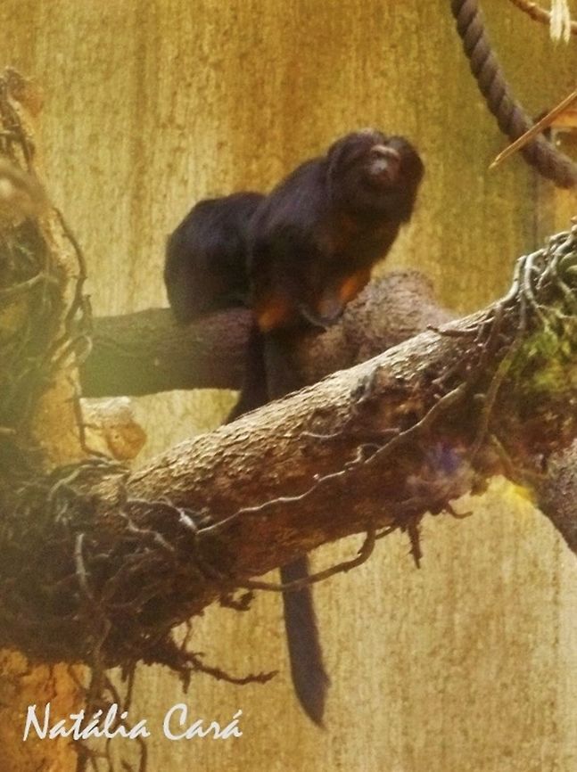 Black Lion Tamarin (Leontopithecus chrysopygus) Taken in July 2015, at the S&atilde;o Paulo Zoo, in Brazil. Known as Mico-le&atilde;o-preto, in Portuguese. Black lion tamarin,Brazil,Geotagged,Leontopithecus,Leontopithecus chrysopygus,South America,Winter,mammals,primate,tamarin