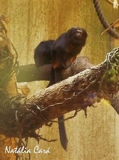 Black Lion Tamarin (Leontopithecus chrysopygus) Taken in July 2015, at the São Paulo Zoo, in Brazil. Known as Mico-leão-preto, in Portuguese. Black lion tamarin,Brazil,Geotagged,Leontopithecus,Leontopithecus chrysopygus,South America,Winter,mammals,primate,tamarin