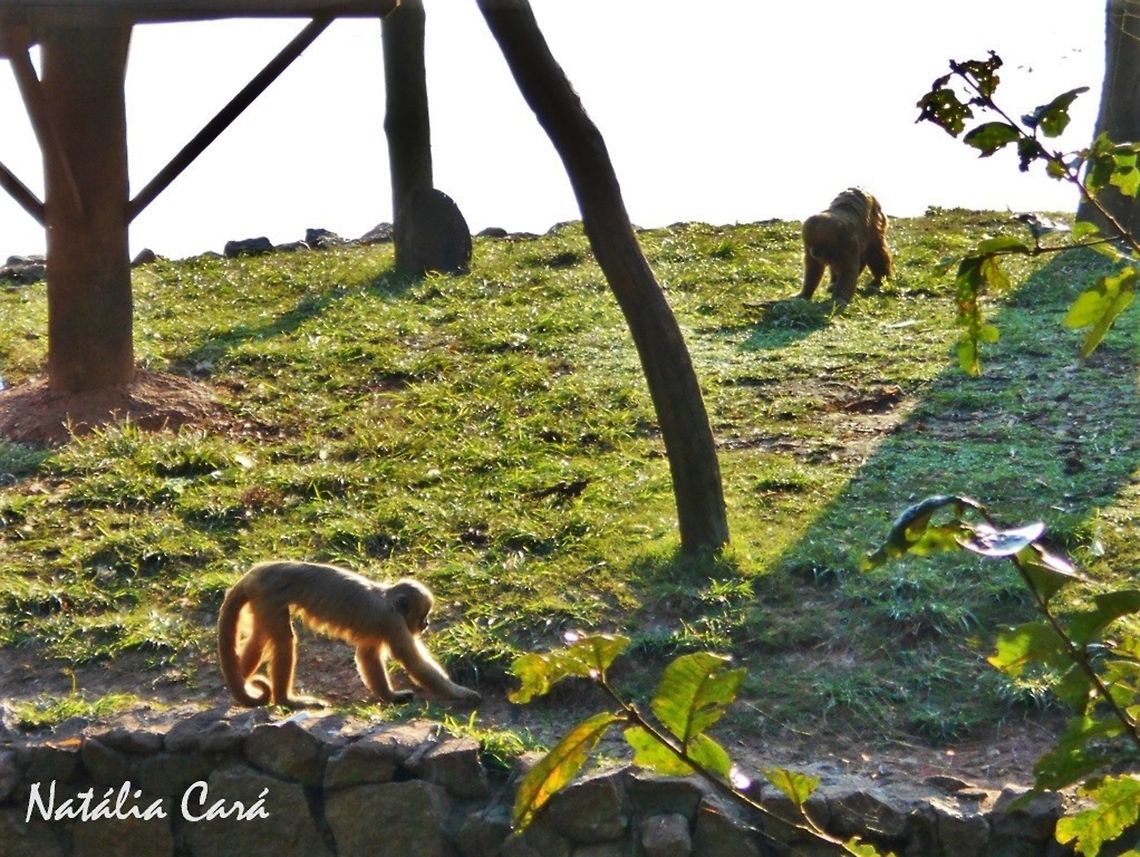 Blond Capuchin (Cebus flavius) Taken in July 2015, at the S&atilde;o Paulo Zoo, in Brazil. Known as Macaco-prego-galego, in Portuguese. Blond capuchin,Brazil,Cebus,Cebus flavius,Geotagged,Sapajus flavius,South America,Winter,capuchin,mammals,monkey,primate