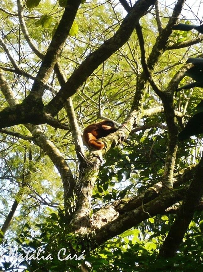 Brown Howler (Alouatta fusca) Taken in July 2015, in the big city of S&atilde;o Paulo, Brazil. Known as Bugio, in Portuguese. Alouatta,Alouatta guariba,Brazil,Brown howler,Geotagged,South America,Winter,howler,mammals,monkey,primate