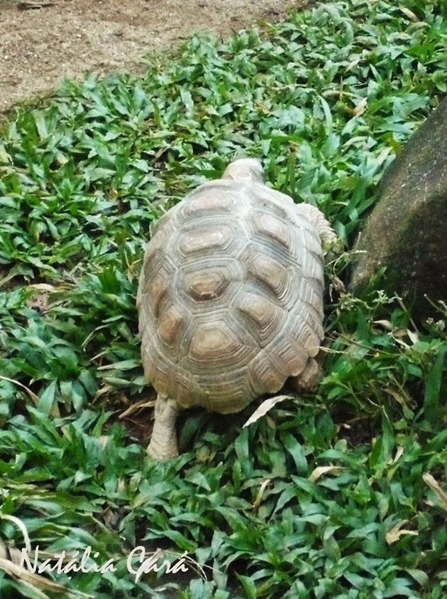 Chilean Tortoise (Chelonoidis chilensis) Taken in July 2015, at the S&atilde;o Paulo Zoo, in Brazil. Known as Jabuti-argentino, in Portuguese. Brazil,Chaco tortoise,Cheloniidae,Chelonoidis,Chelonoidis chilensis,Geotagged,South America,Winter. Chilean tortoise,reptile,tortoise