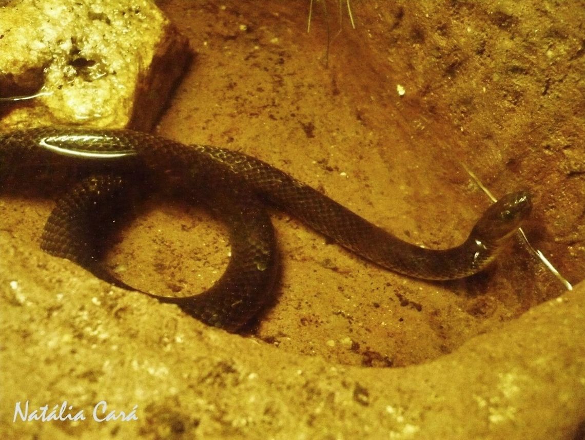 Common Water Snake (Liophis miliaris) Taken in July 2015, at the S&atilde;o Paulo Zoo, in Brazil. Known as  Cobra d'&Aacute;gua, in Portuguese. Brazil,Colubridae,Common water snake,Geotagged,Liophis,Liophis miliaris,South America,Winter,reptile,serpent,snake,water snake