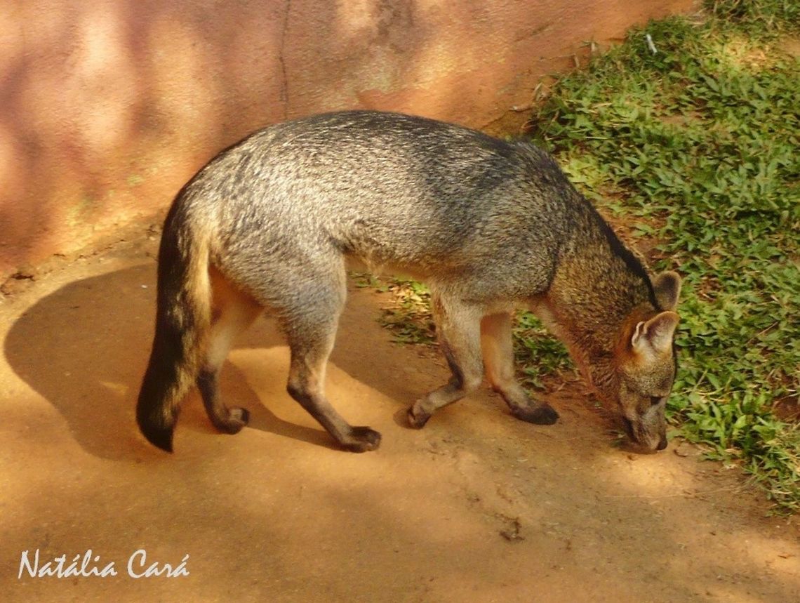 Crab-eating Fox (Cerdocyon thous) Taken in July 2015, at the S&atilde;o Paulo Zoo, in Brazil. Known as Cachorro-do-mato, in Portuguese. Brazil,Canidae,Cerdocyon,Cerdocyon thous,Crab-eating fox,Geotagged,South America,Winter,fox,mammals