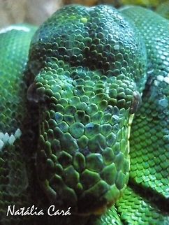 Emerald Tree Boa (Corallus caninus) Taken in July 2015, at the São Paulo Zoo, in Brazil. Known as Periquitamboia, in Portuguese. Brazil,Corallus,Corallus caninus,Emerald tree boa,Geotagged,South America,Winter,boa,reptile,serpent,snake,tree boa