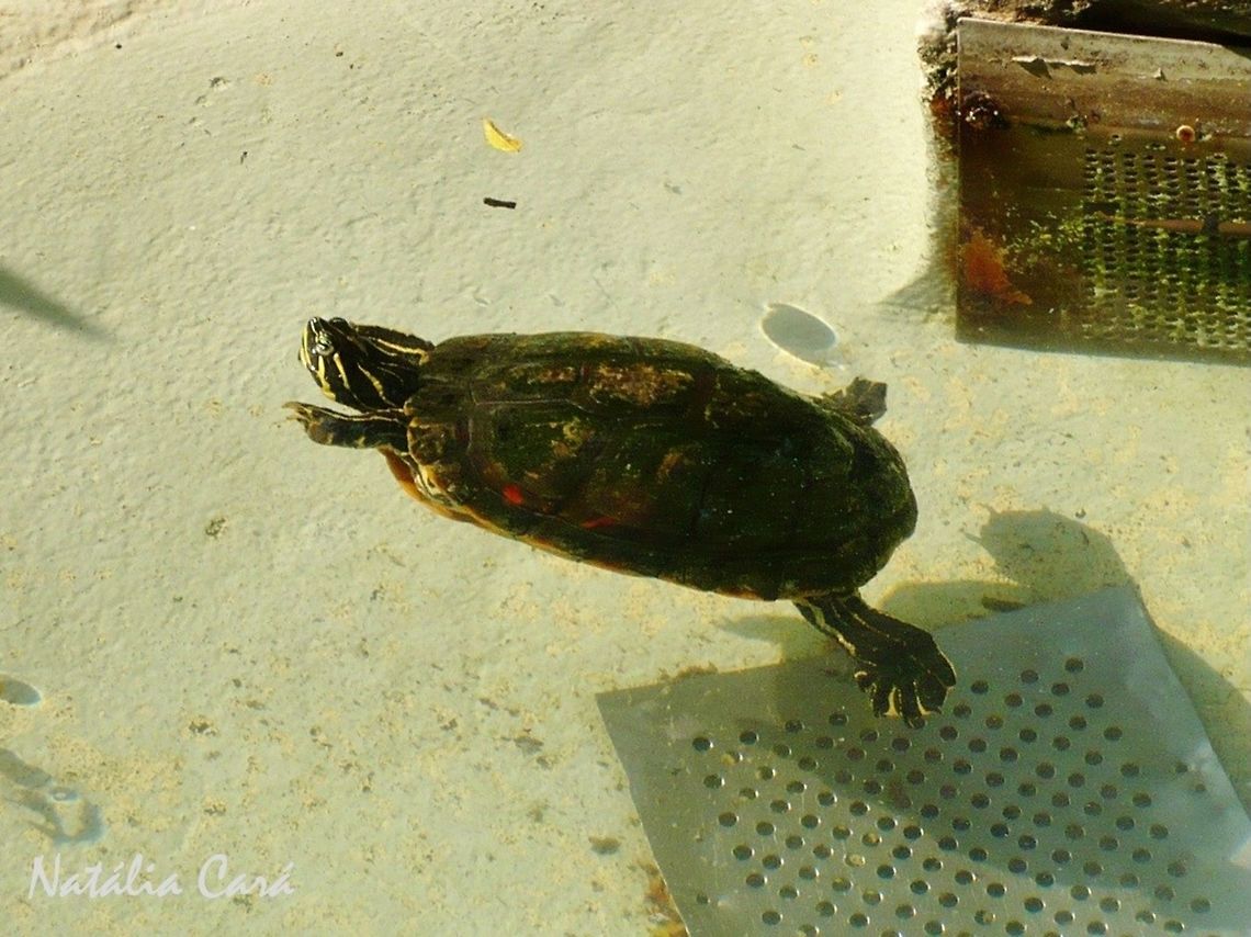 False Map Turtle (Graptemys pseudogeographica) Taken in July 2015, at the S&atilde;o Paulo Zoo, in Brazil. Known as Tartaruga-do-Mississipi, in Portuguese. Brazil,Cheloniidae,Geotagged,South America,Winter,reptile,turtle