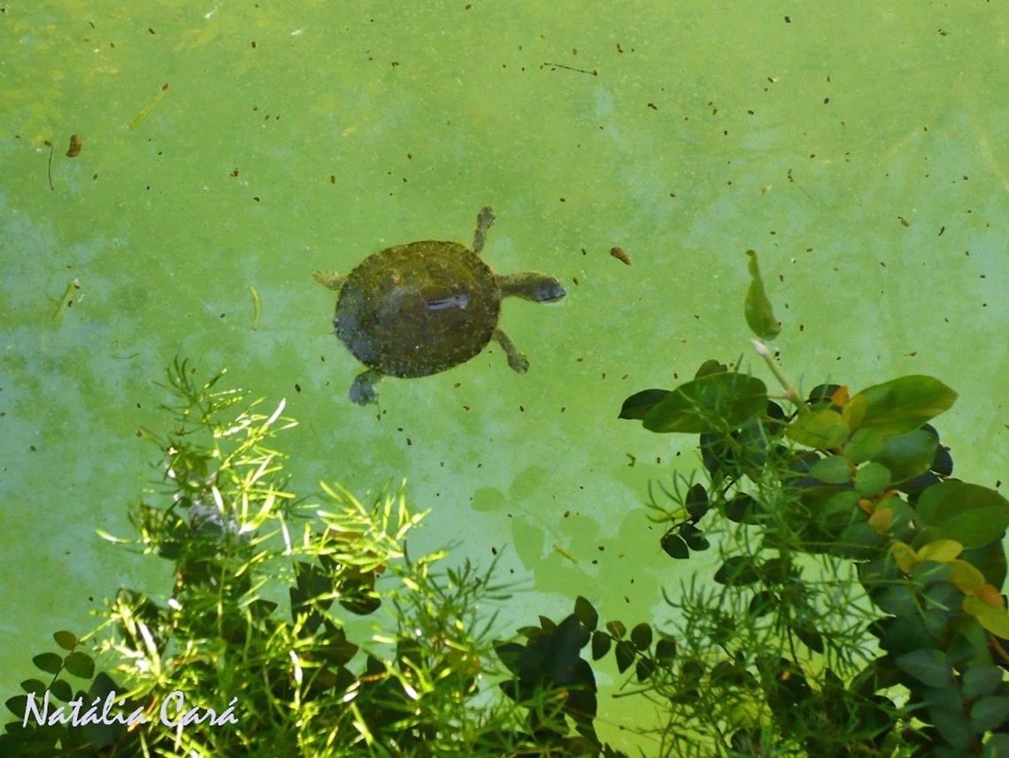 Hilaire's Side-necked Turtle (Phrynops hilarlii) Taken in July 2015, at the S&atilde;o Paulo Zoo, in Brazil. Known as C&aacute;gado-de-barbicha, in Portuguese. Brazil,Cheloniidae,Geotagged,Hilaire's side-necked turtle,Phrynops,Phrynops hilarii,South America,Winter,reptile,turtle