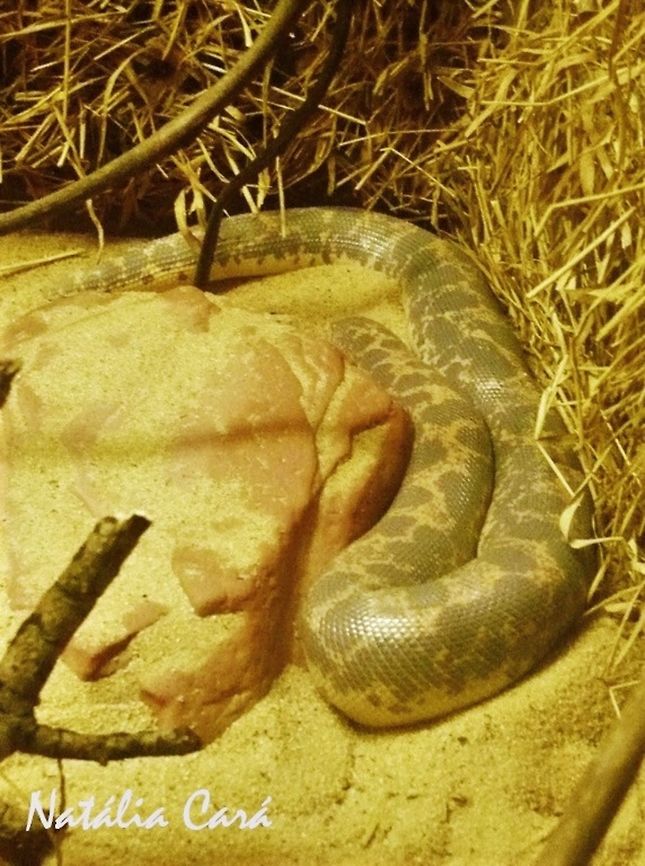 Kenyan Sand Boa (Eryx colubrinus) Taken in July 2015, at the S&atilde;o Paulo Zoo, in Brazil. Known as Cobra-de-areia-africana, in Portuguese. Boidae,Brazil,Eryx,Eryx colubrinus,Geotagged,Gongylophis colubrinus,Kenyan Sand Boa,South America,Winter,boa,reptile,sand boa,serpent,snake