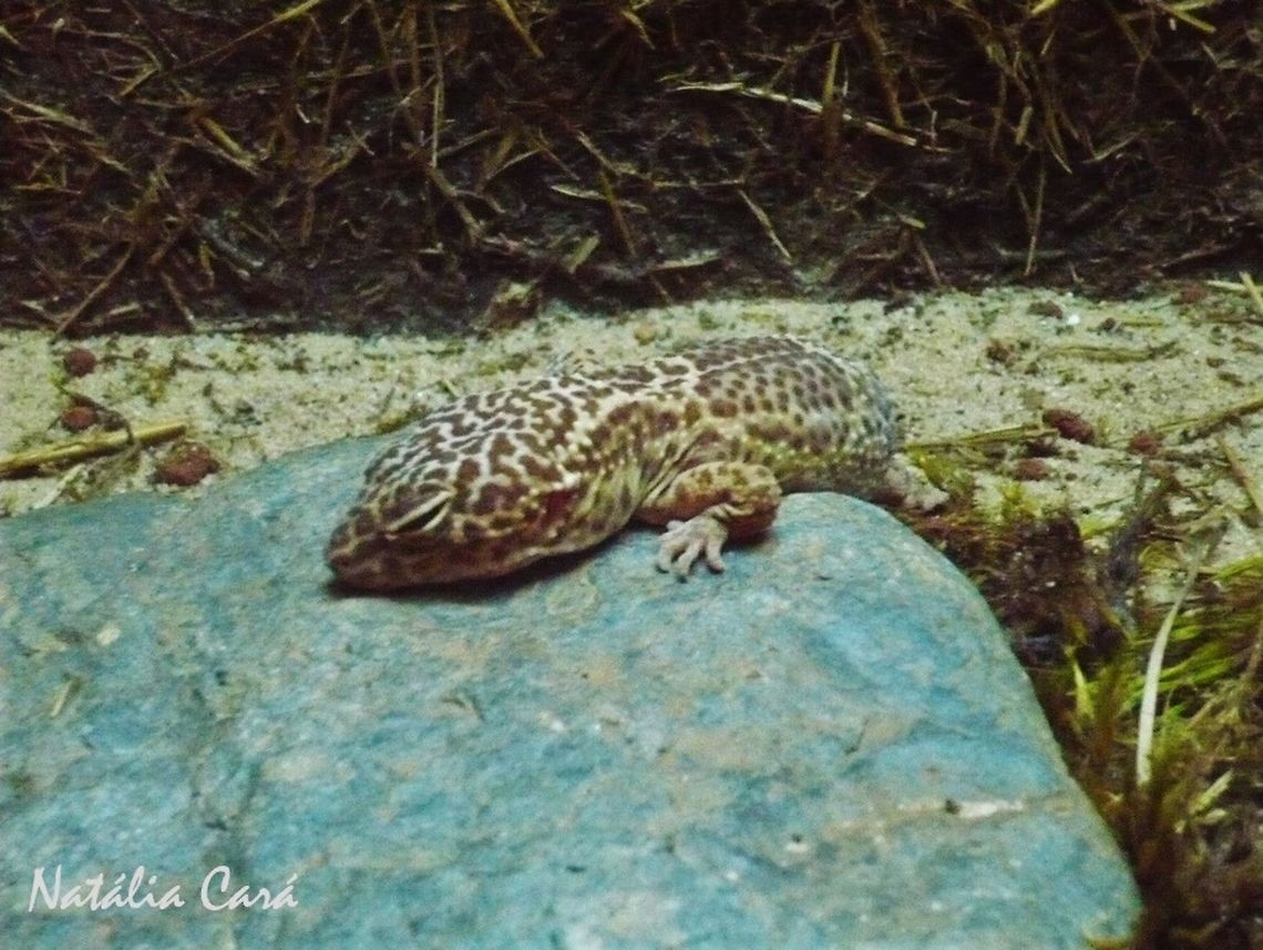Leopard Gecko (Eublepharis macularius) Taken in July 2015, at the S&atilde;o Paulo Zoo, in Brazil. Known as Lagartixa-leopardo, in Portuguese. Brazil,Eublepharis macularius,Gekkonidae,Geotagged,Leopard gecko,South America,Winter,gecko,lizard,reptile