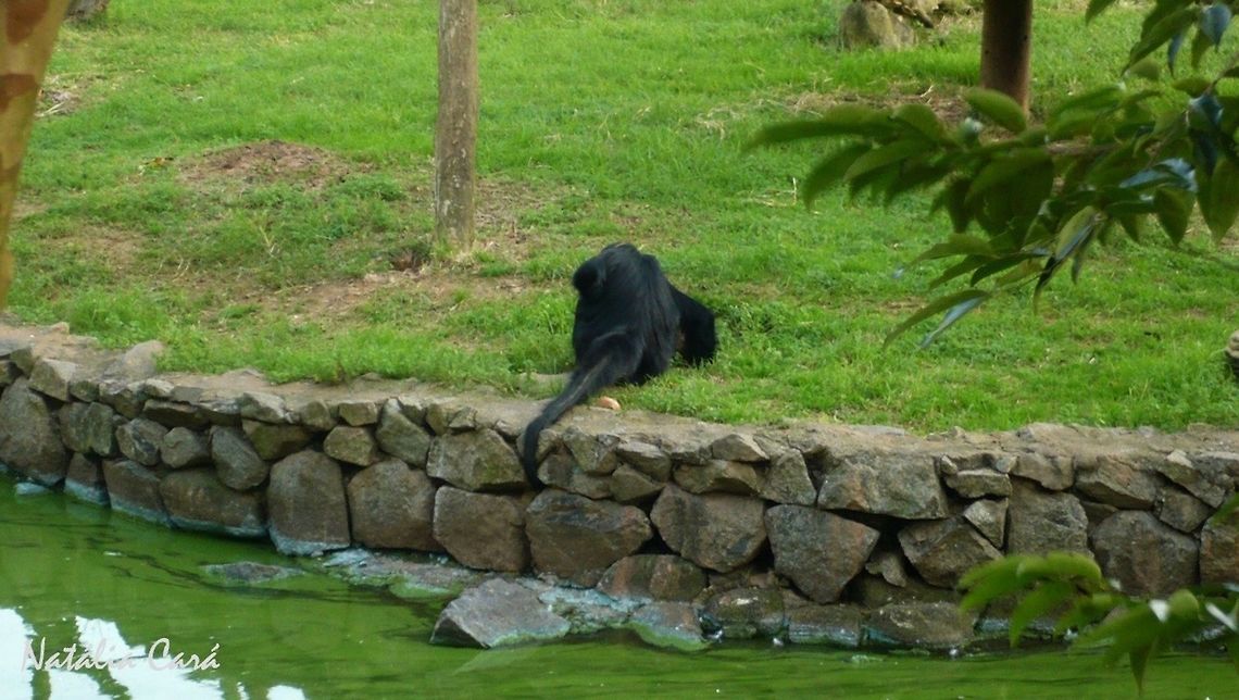Red-faced Spider Monkey (Ateles paniscus) Taken in July 2015, at the S&atilde;o Paulo Zoo, in Brazil. Known as Macaco-aranha-de-cara-vermelha, in Portuguese. Ateles paniscus,Brazil,Geotagged,Red-faced spider monkey,South America,Winter,mammals,monkey,primate,spider monkey